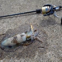 越前海岸でエギング